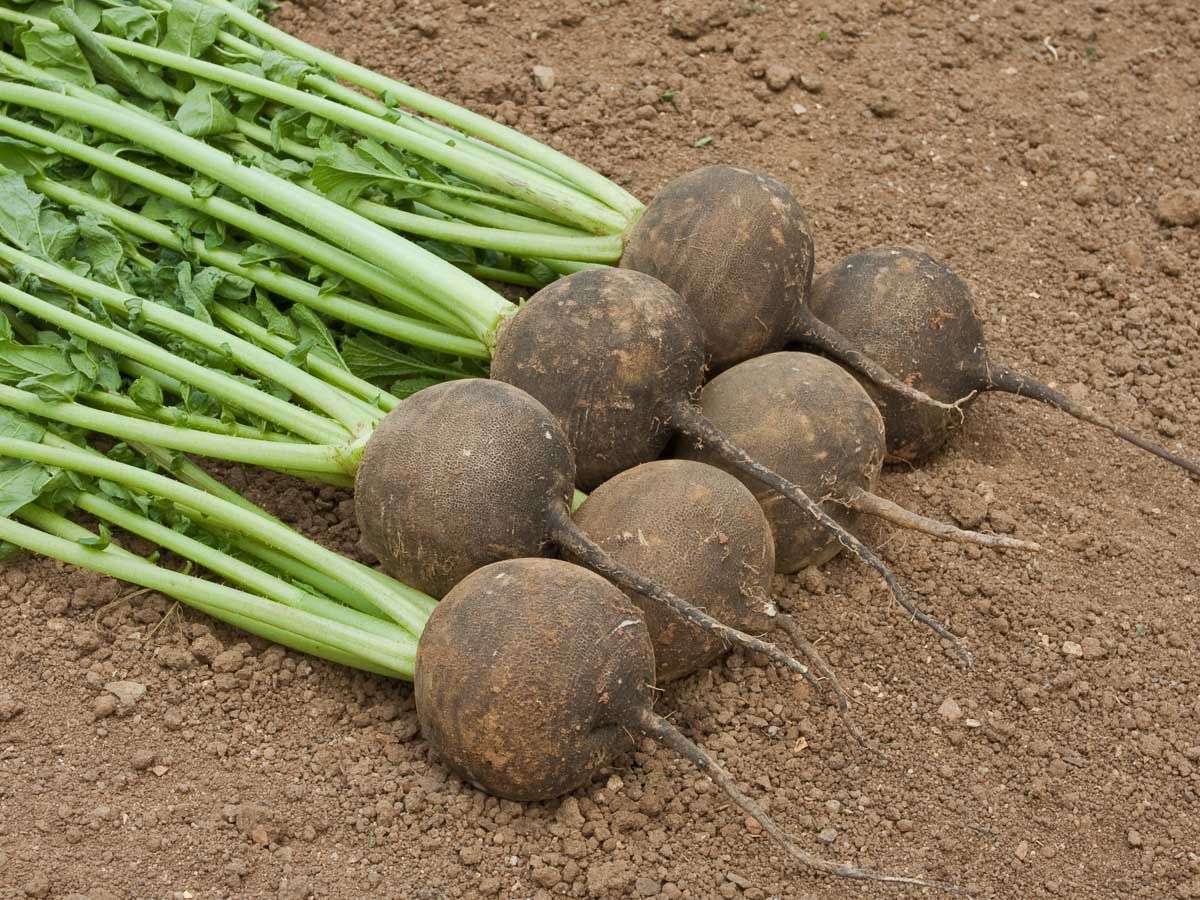 Rettich 'Runder schwarzer Winter’