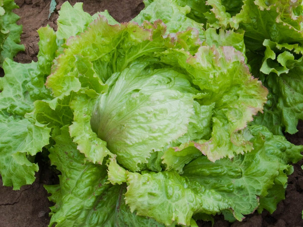 Lettuce 'Laibacher Eis 4'