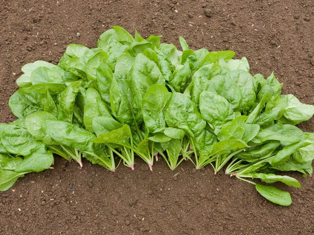 Spinach 'Butterflay'