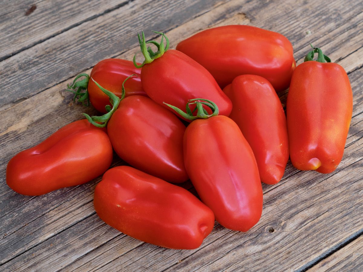 Tomato 'San Marzano'