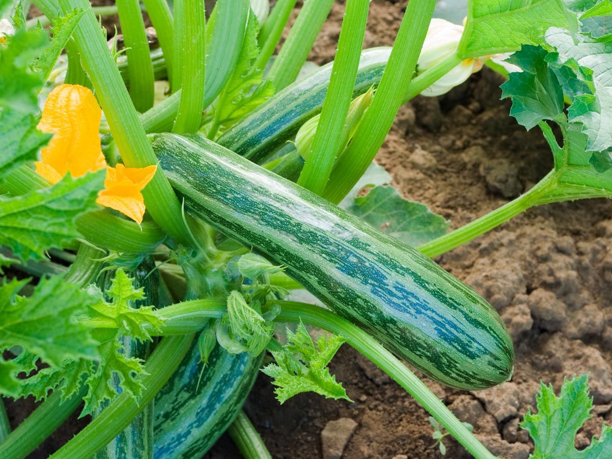 Zucchini 'Cocozelle from Tripolis'