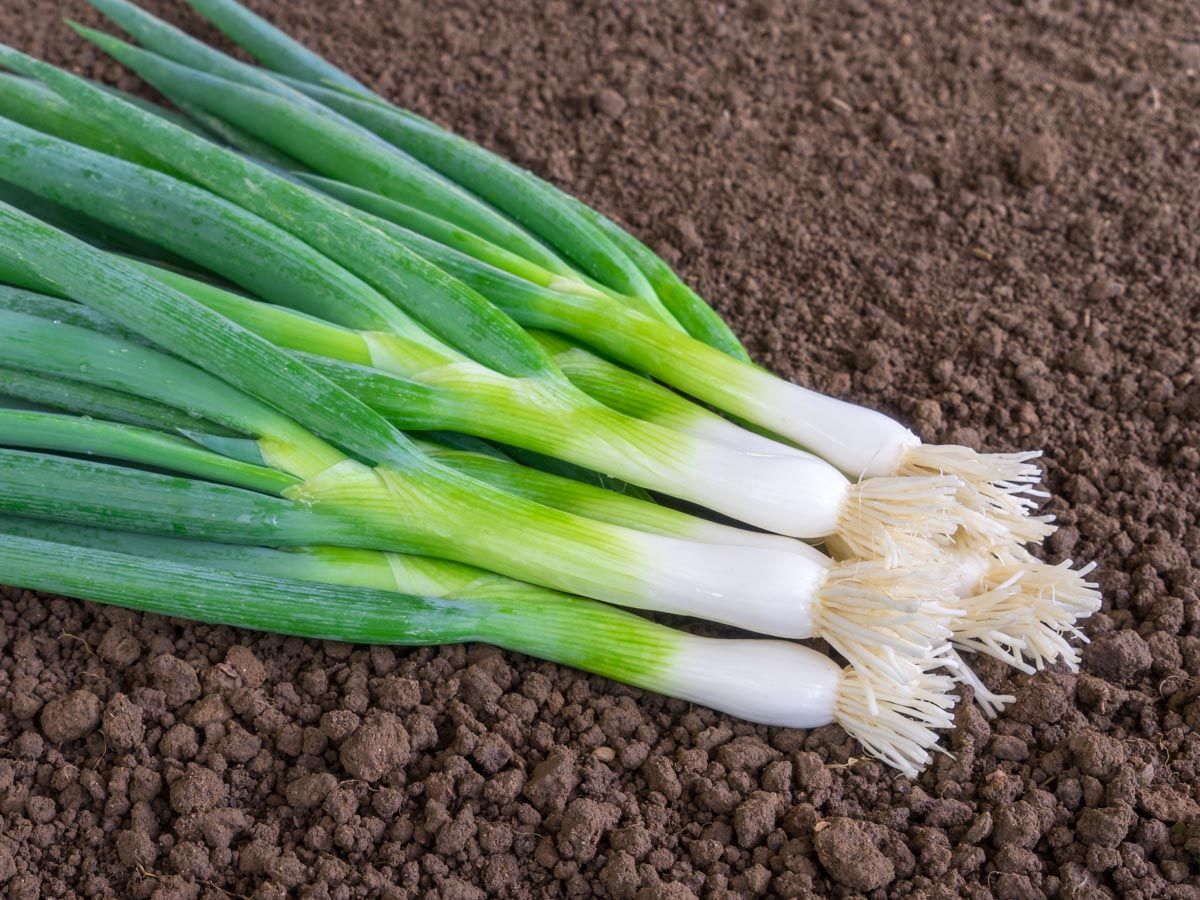 Spring Onion 'Ischikrona'