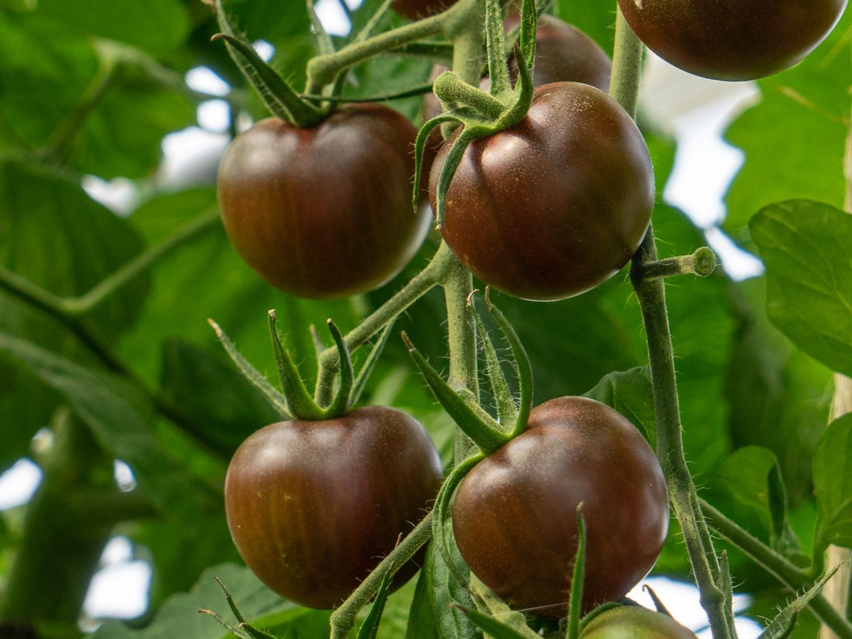 Tomato 'Black Cherry'