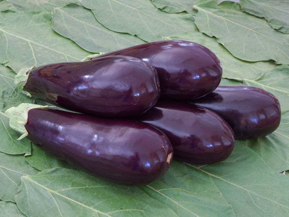 Aubergine 'Zora'