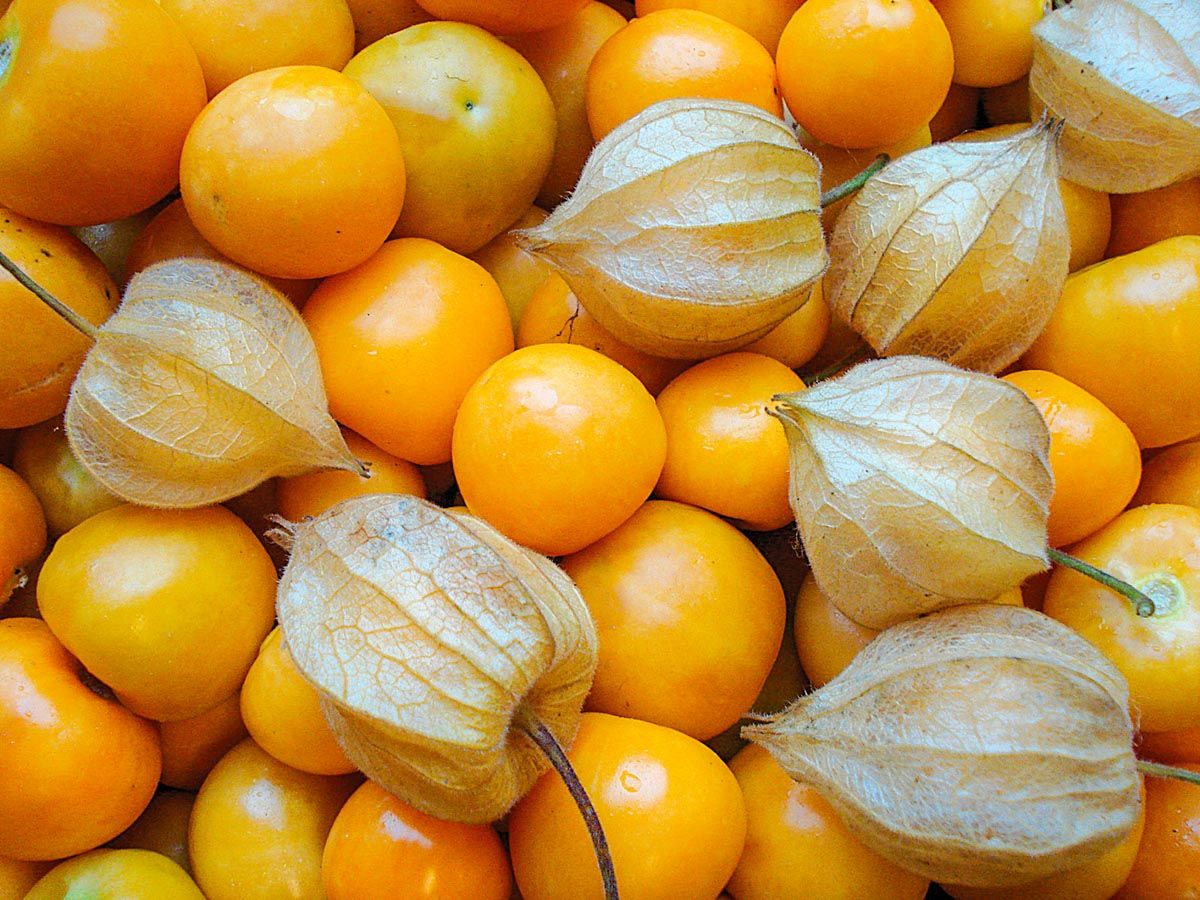 Ground Cherry 'Schönbrunner Gold'