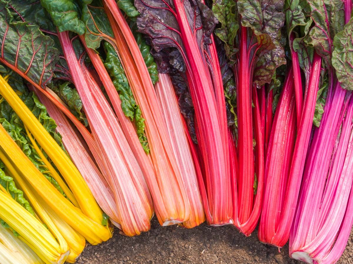 Chard 'Rainbow'