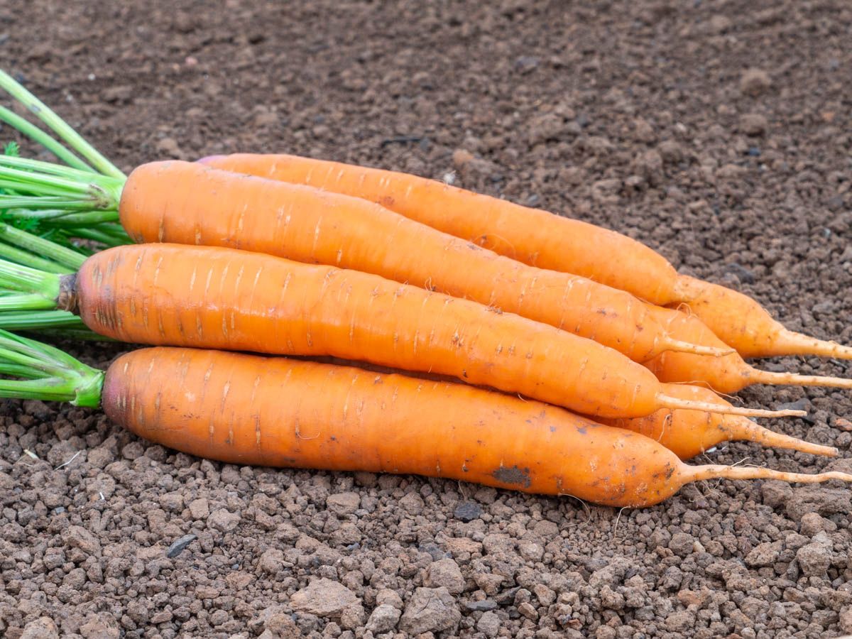 Carrot 'Dolciva'