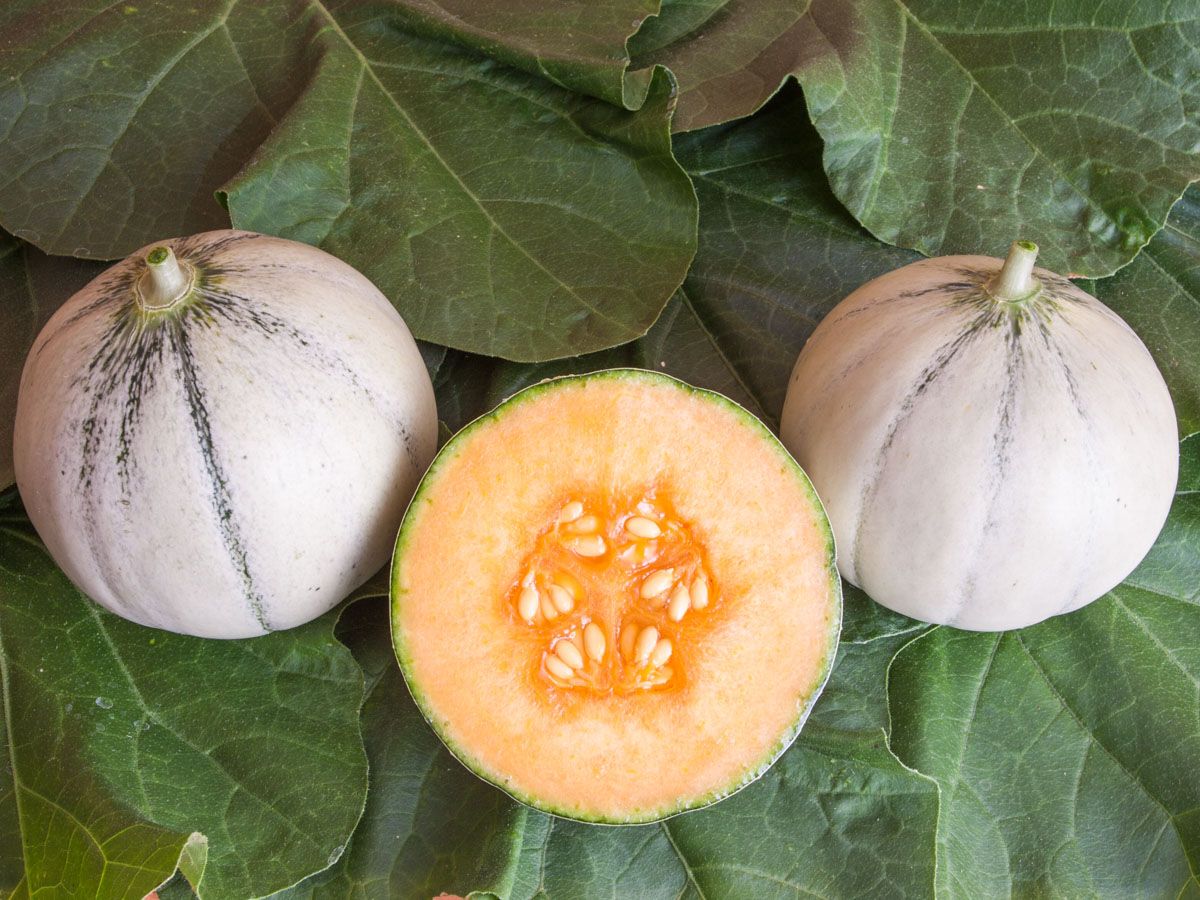 Melone 'Murrmel'