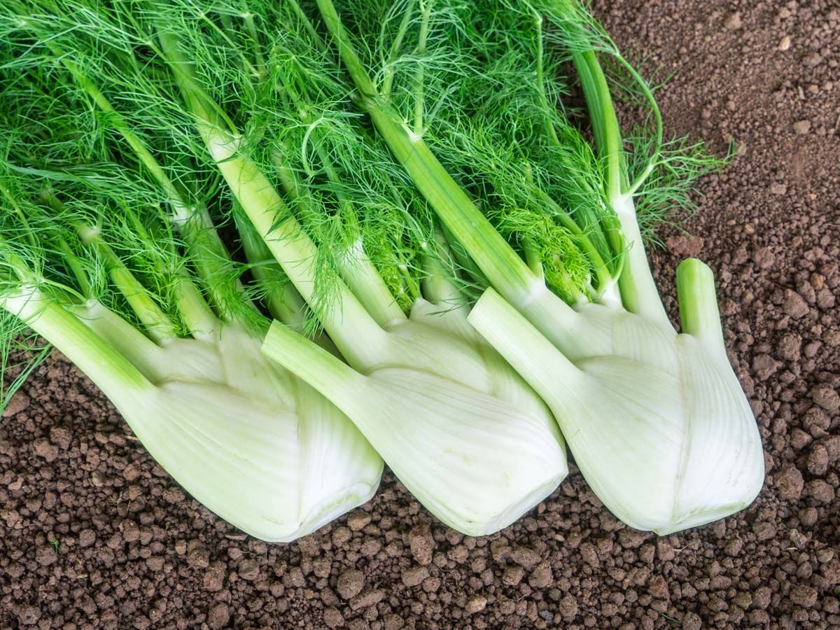 Florence Fenchel 'Selma'