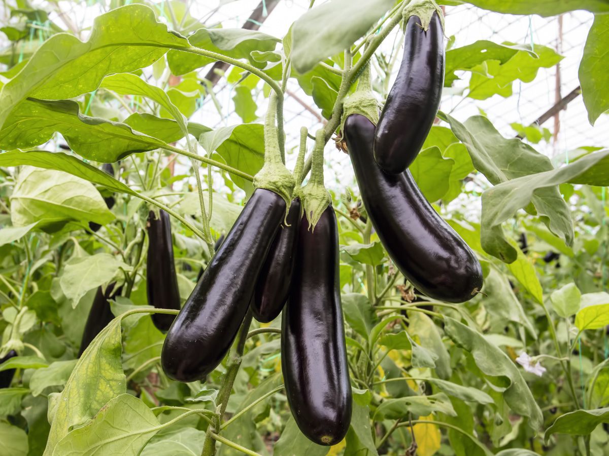 Aubergine 'De Barbentane'