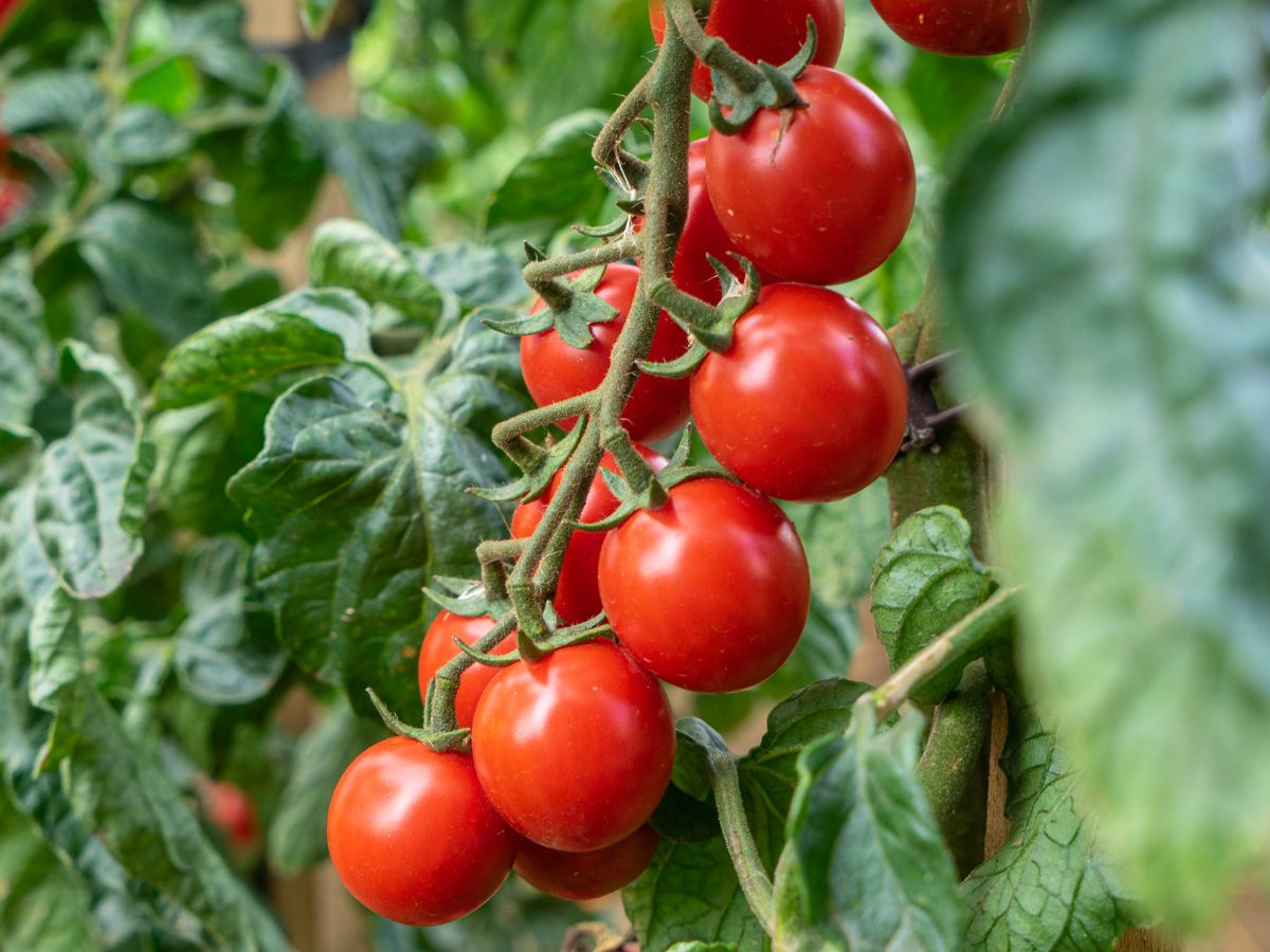 Tomate 'Philamina'