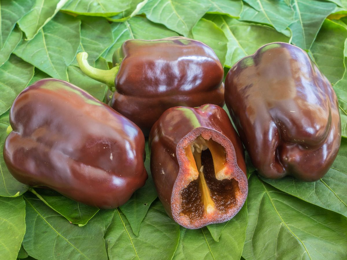 Pepper ‘Chocobell’