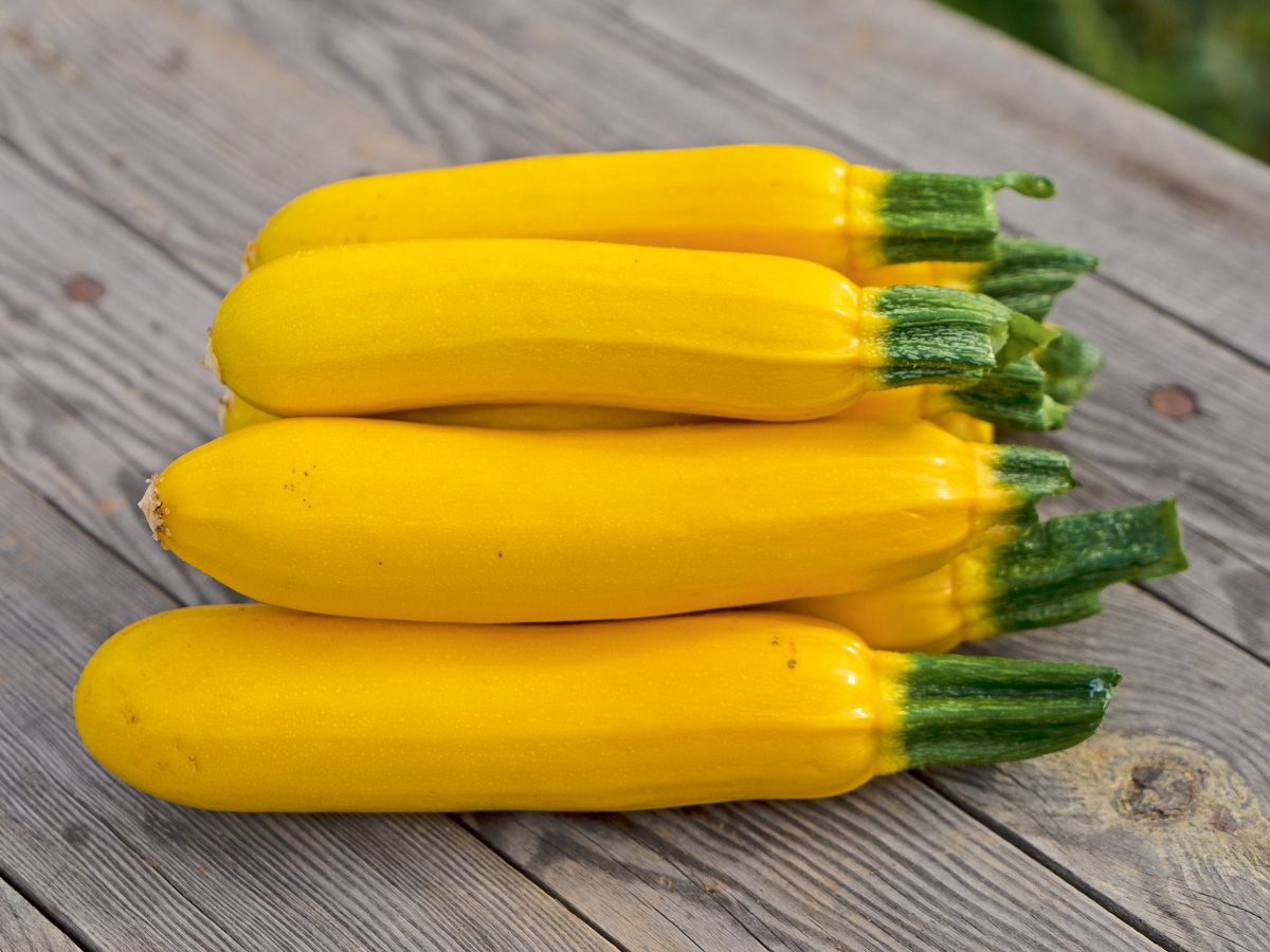 Zucchini 'Solara'