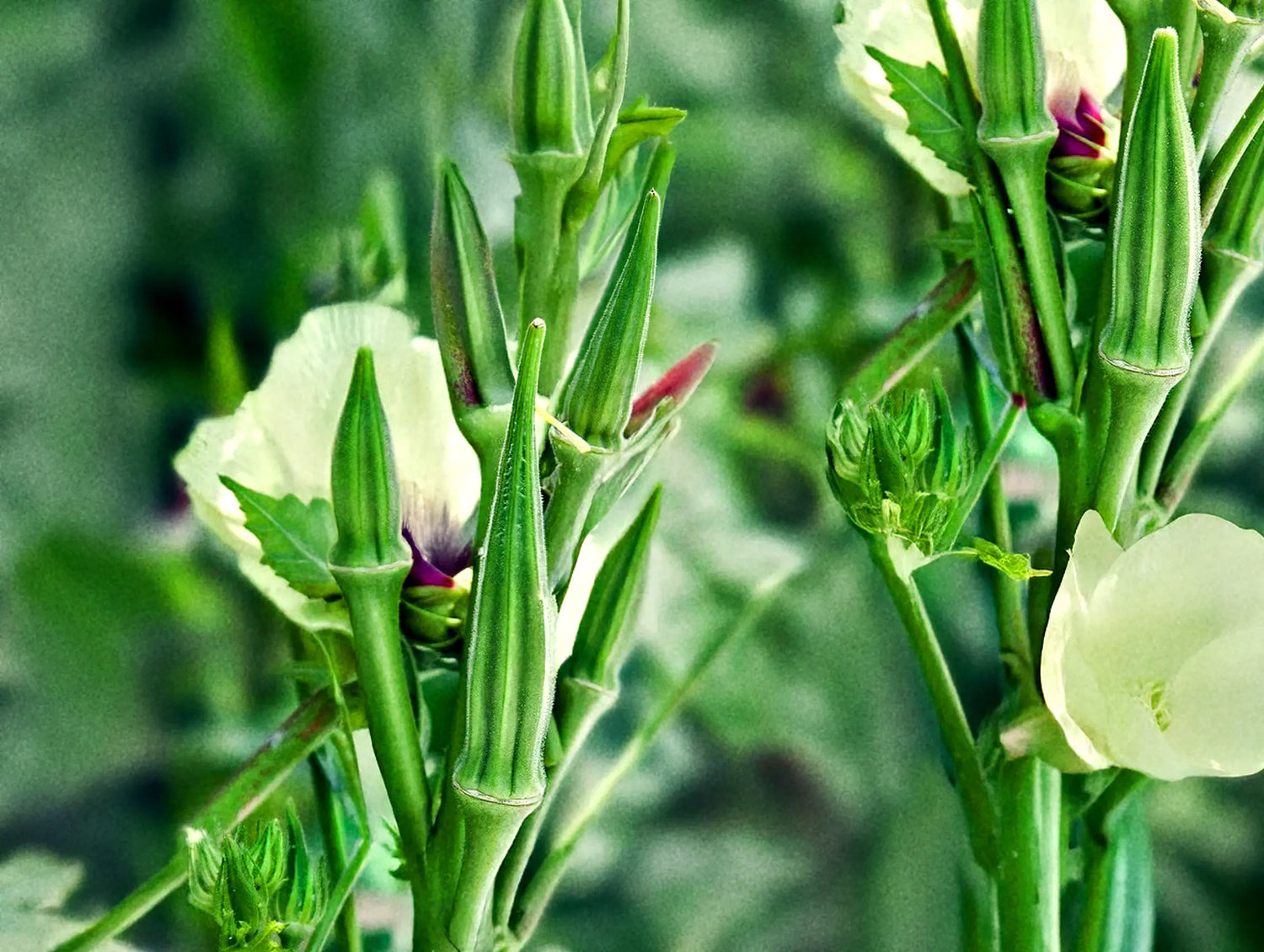 Okra 'Clemson Spineless'