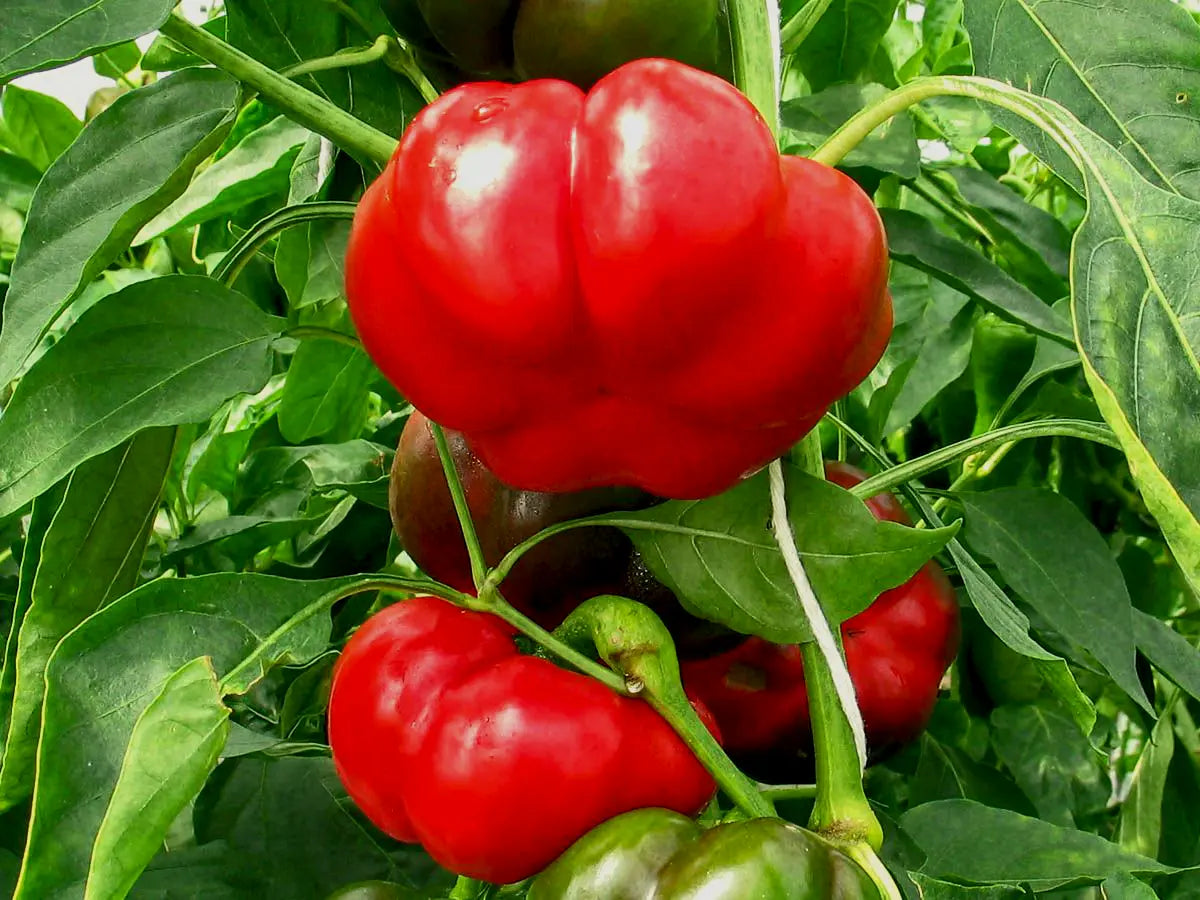 Pepper 'Liebesapfel'