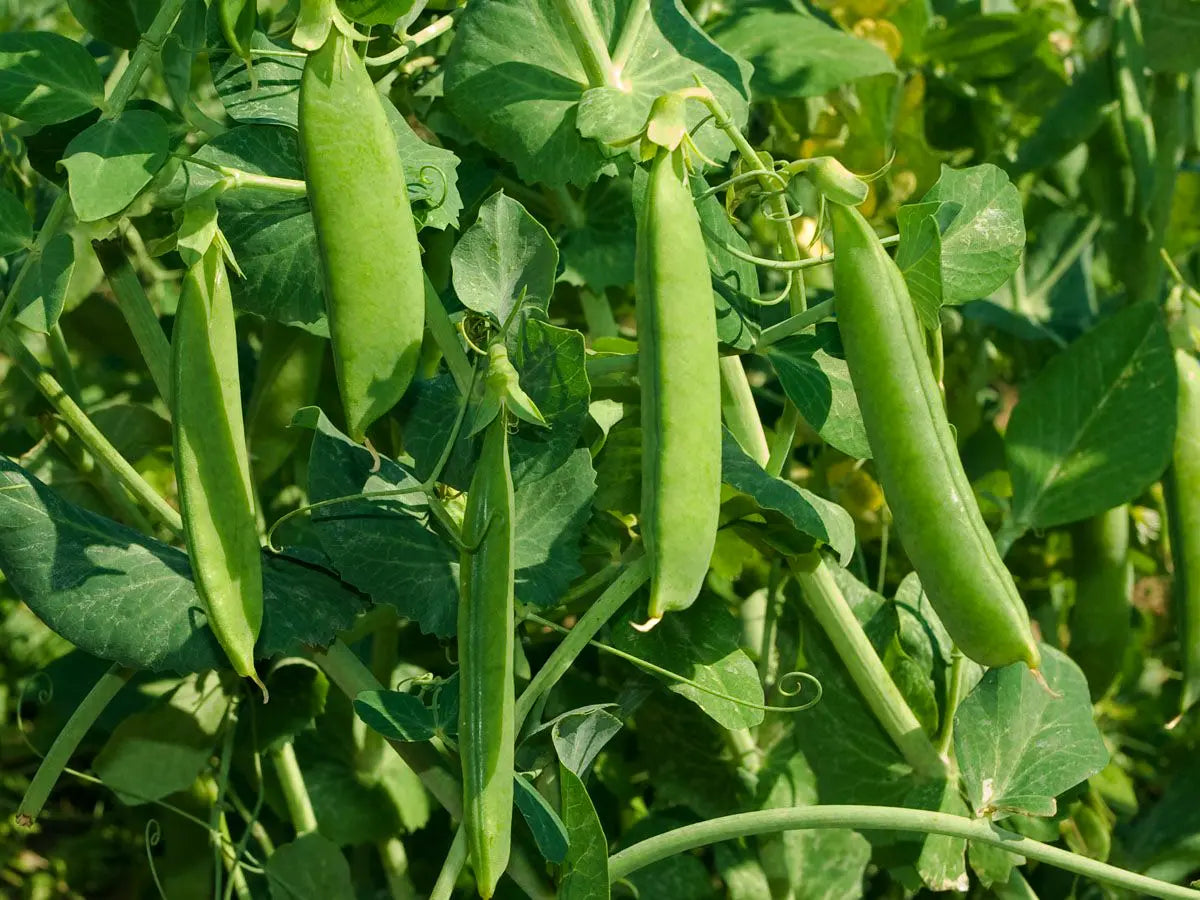 Markerbse 'Wunder von Kelvedon'