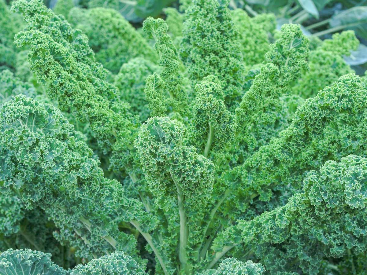 Grünkohl 'Lerchenzungen'