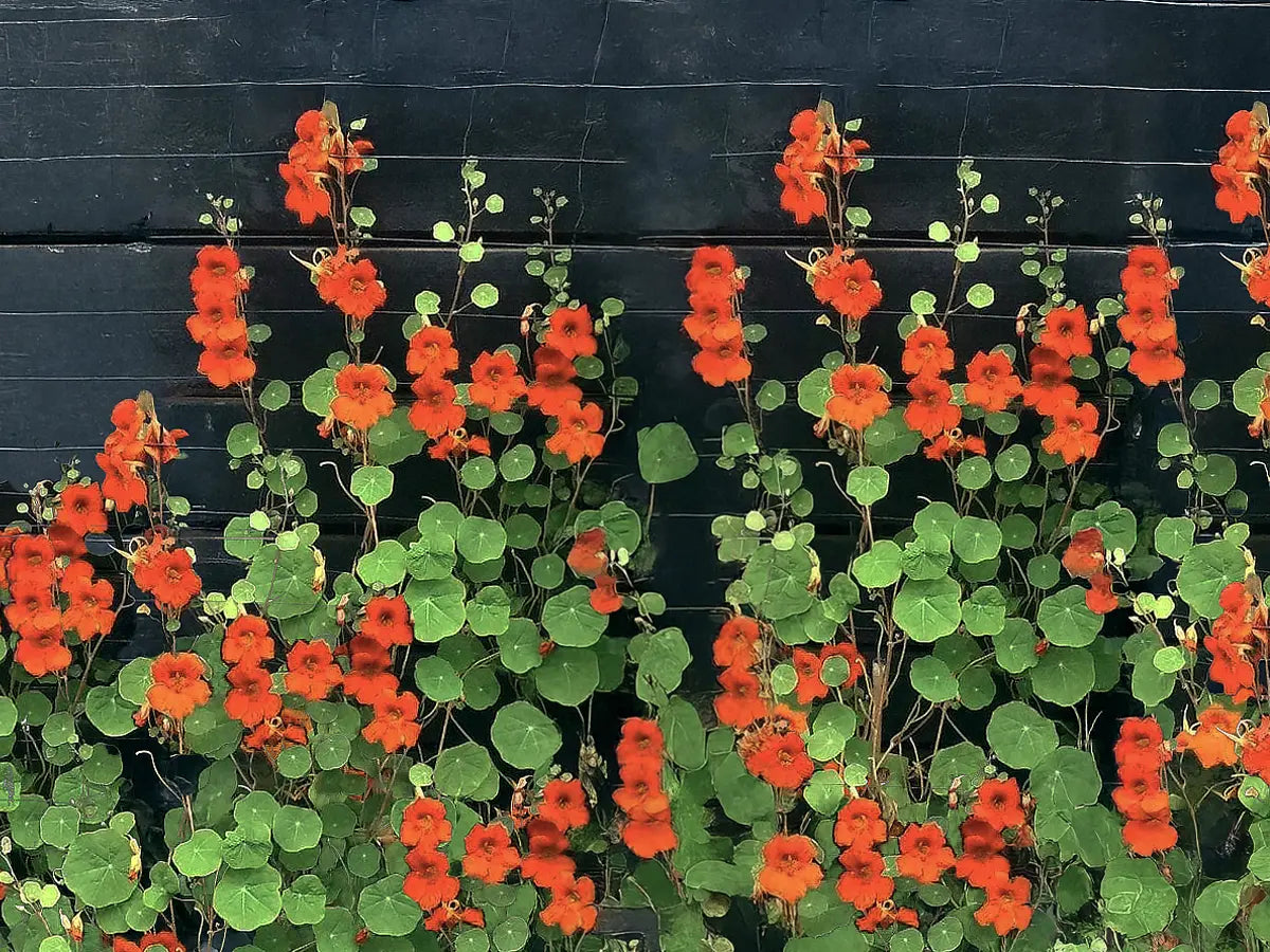 Nasturtium 'Climbing'