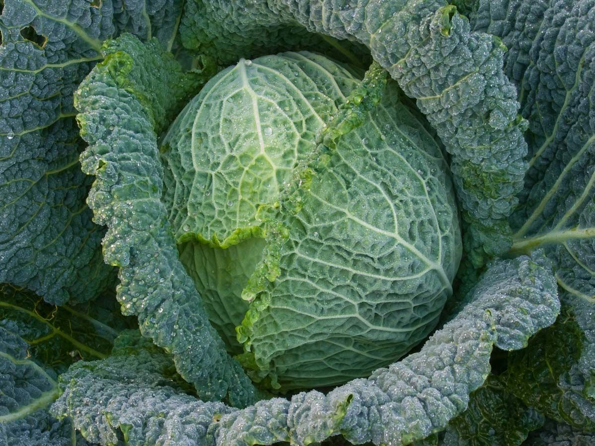 Wirsing 'Winterfürst 2'