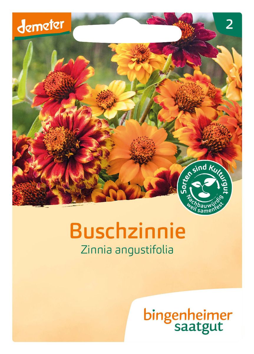Zinnia angustifolia 'Mixte mexicain'