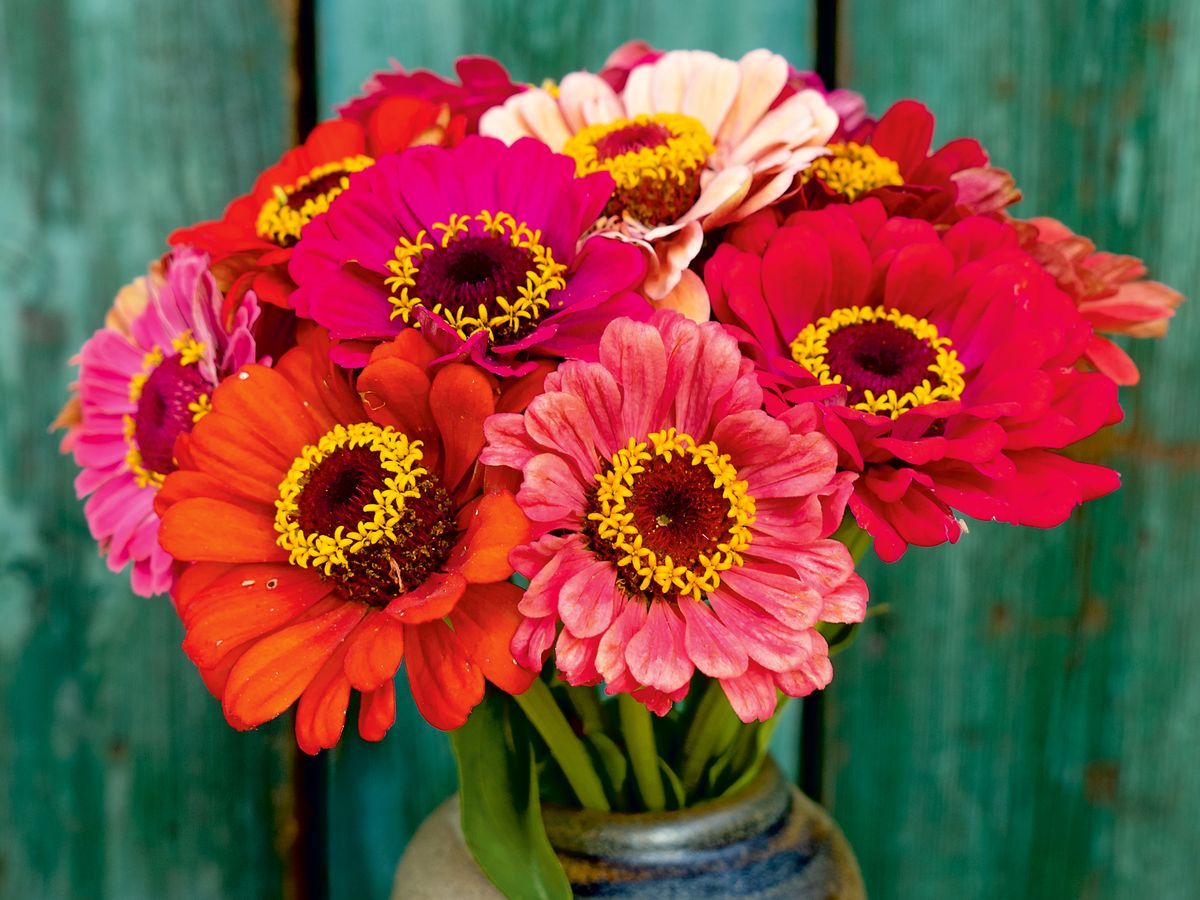 Zinnia elegans 'Karussell'