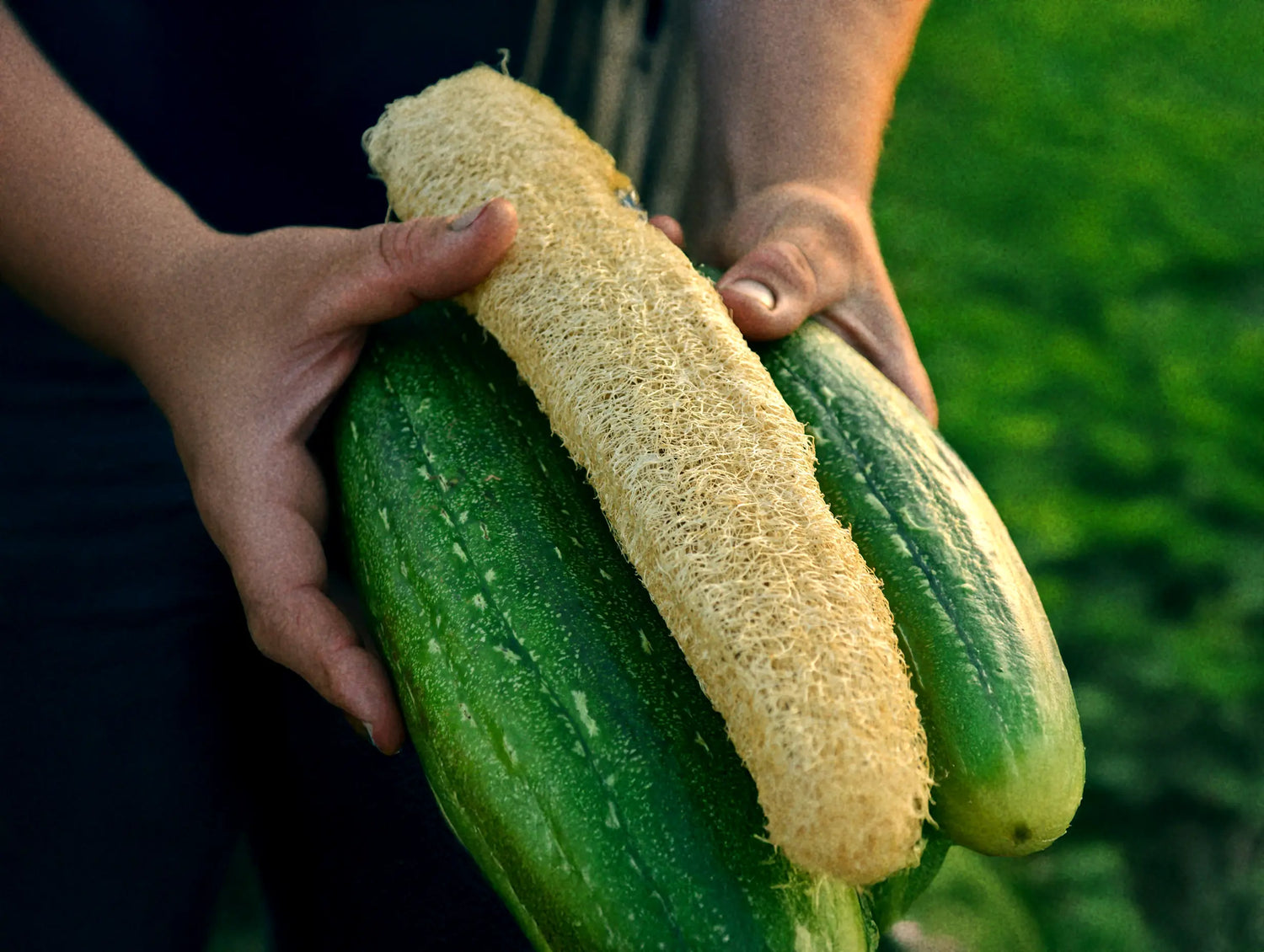 Luffa