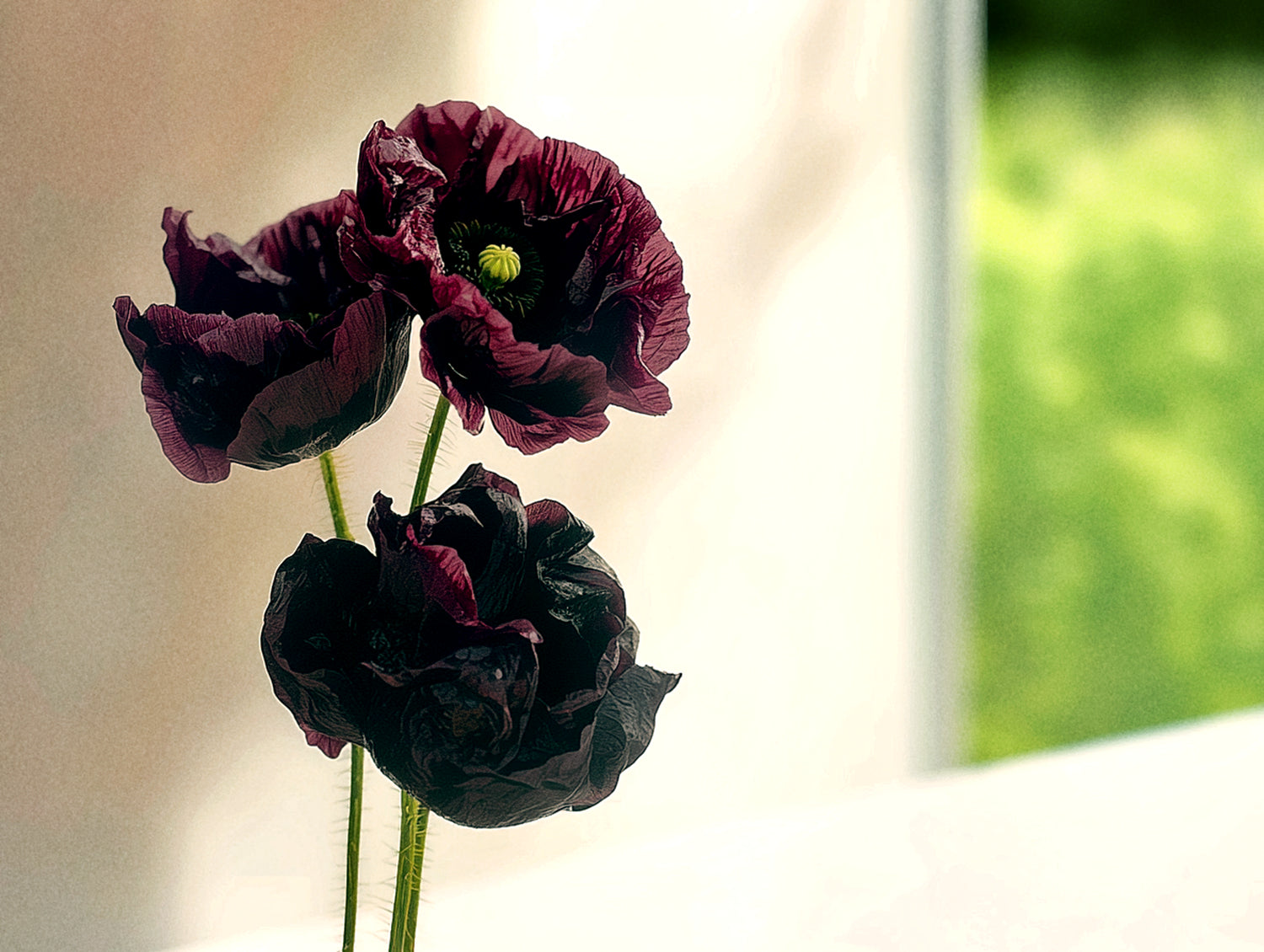 Poppy 'Black Peony'