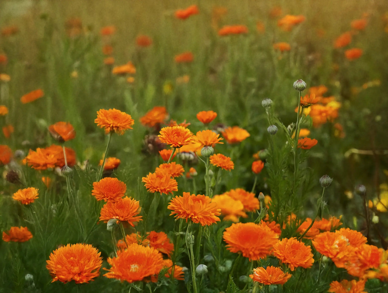 Calendula