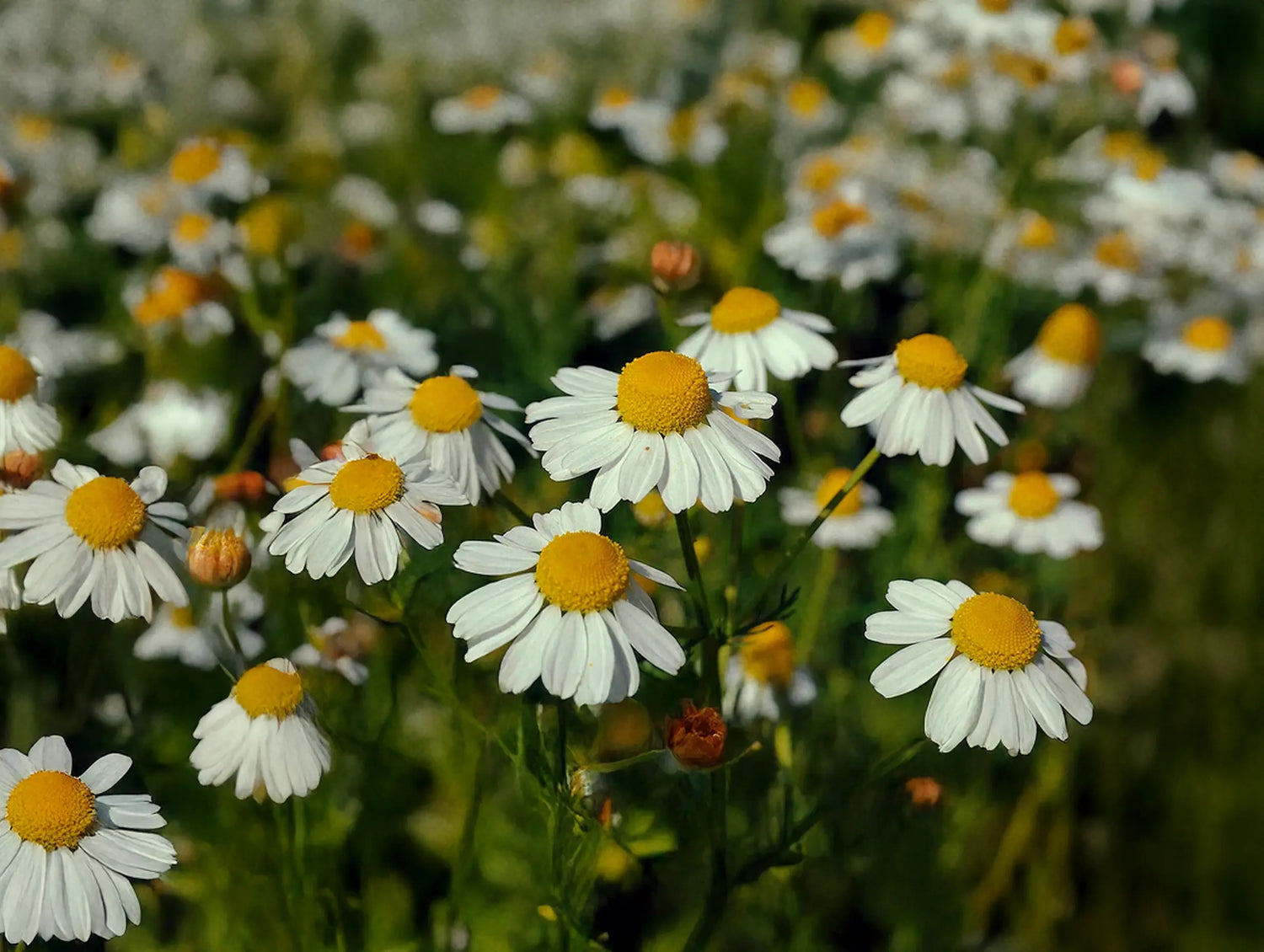 Chamomile