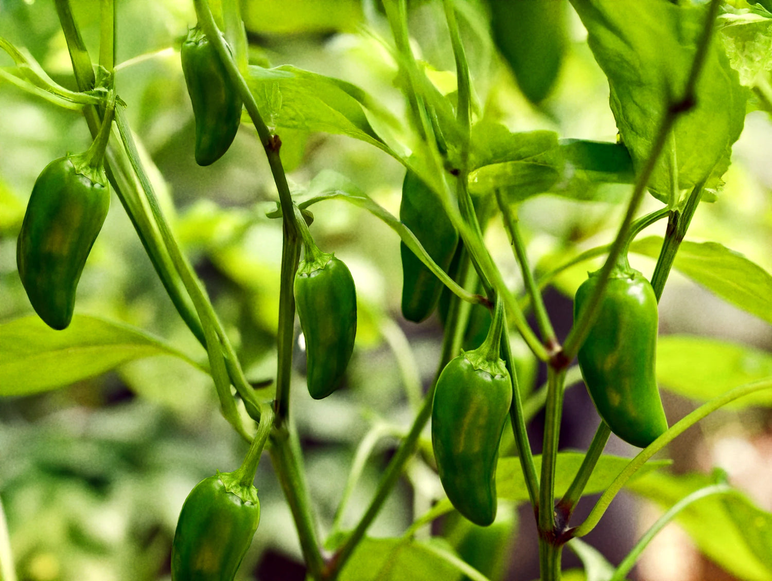 Jalapeño 'Santiago'