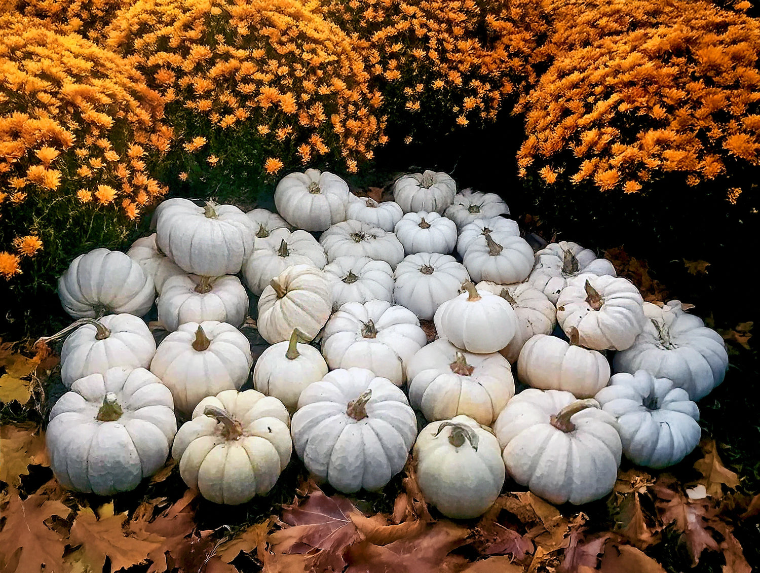 Kürbis 'Baby Boo'