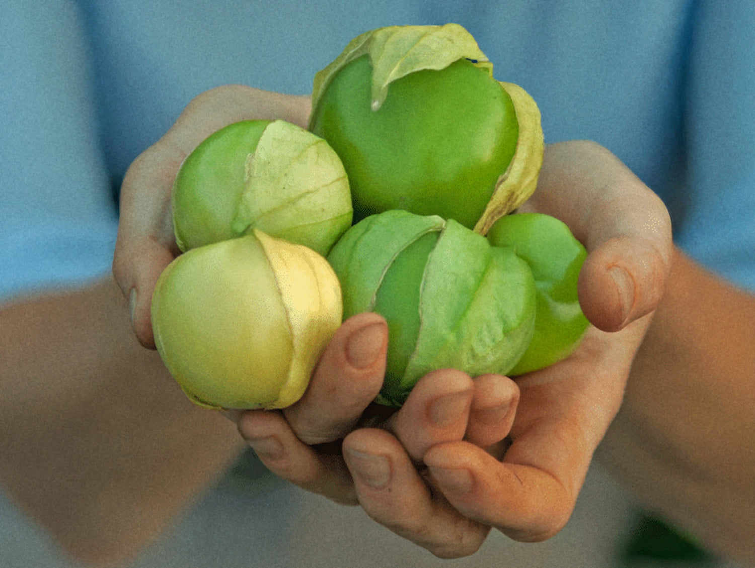 Tomatillo 'Toma Verde'