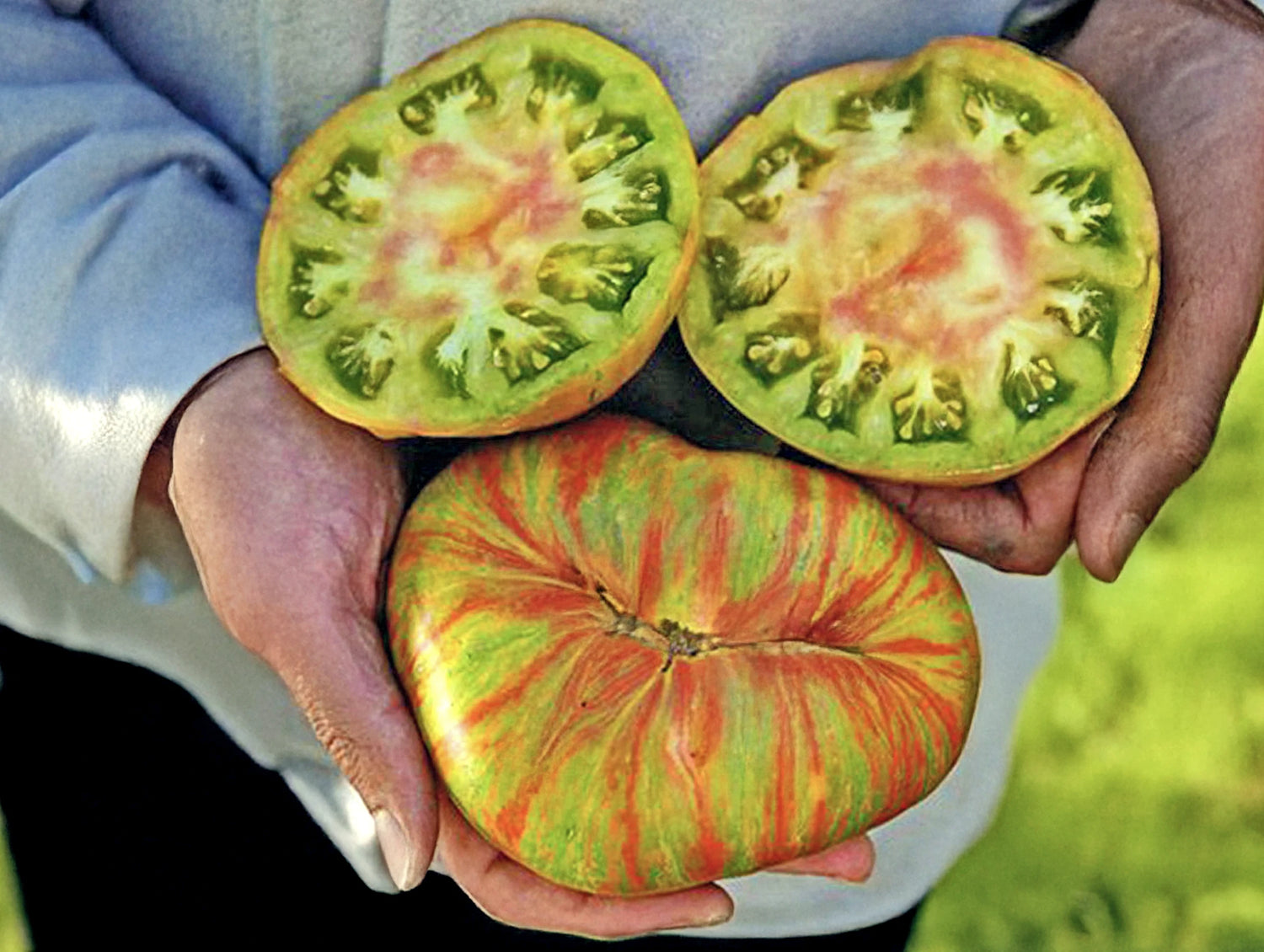 Tomate 'Berkeley Tie-Dye Pink'