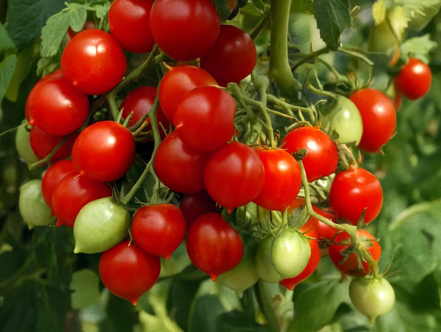 Tomato 'Ruthje'