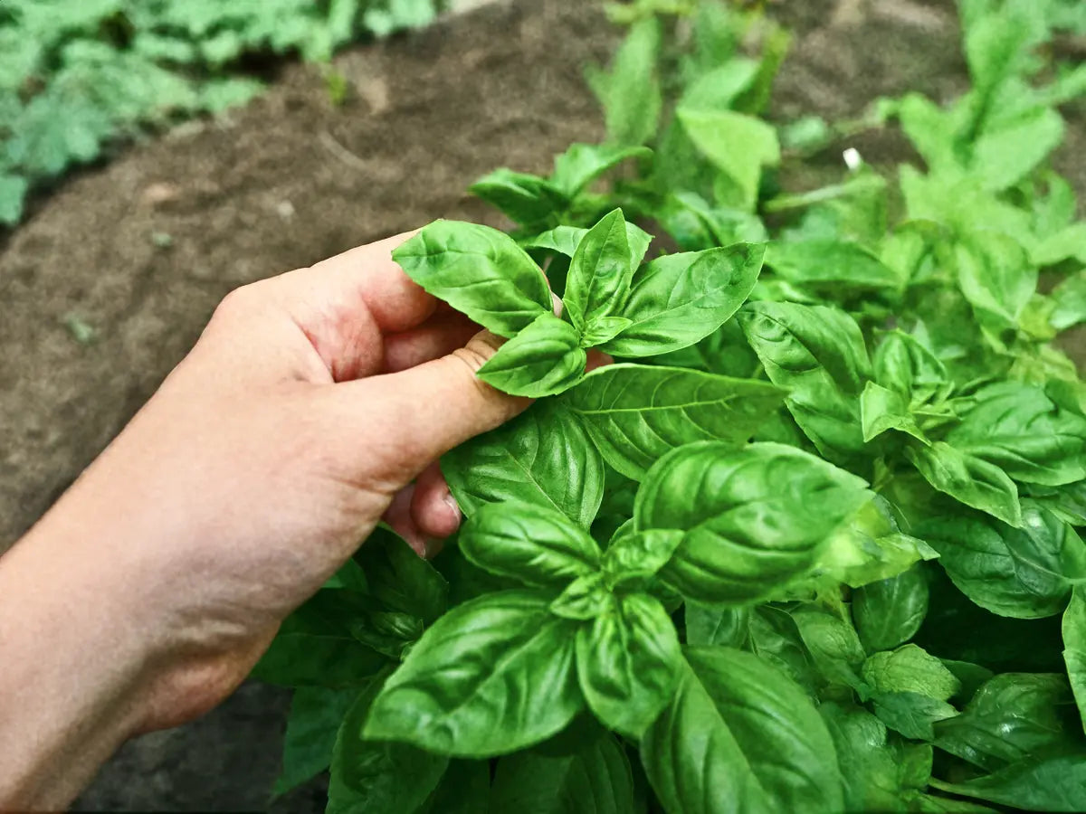 Basil 'Genovese'