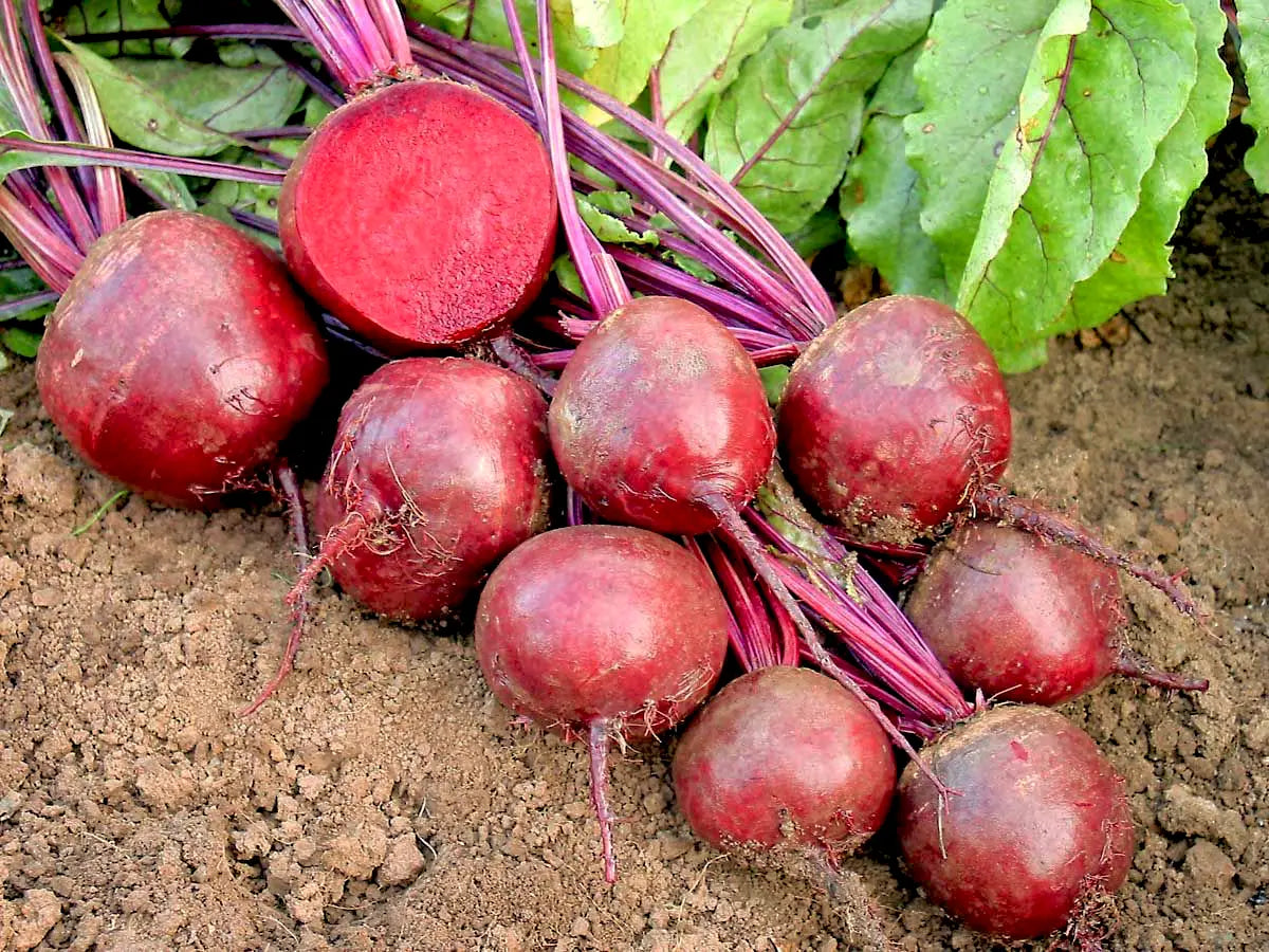 Rote Bete 'Robuschka'