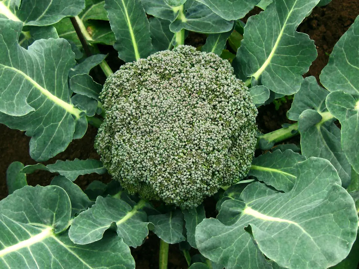 Brocoli 'Calinaro'