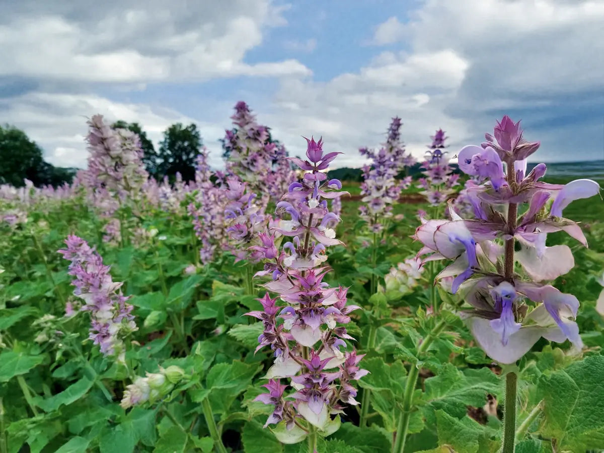Clary Sage