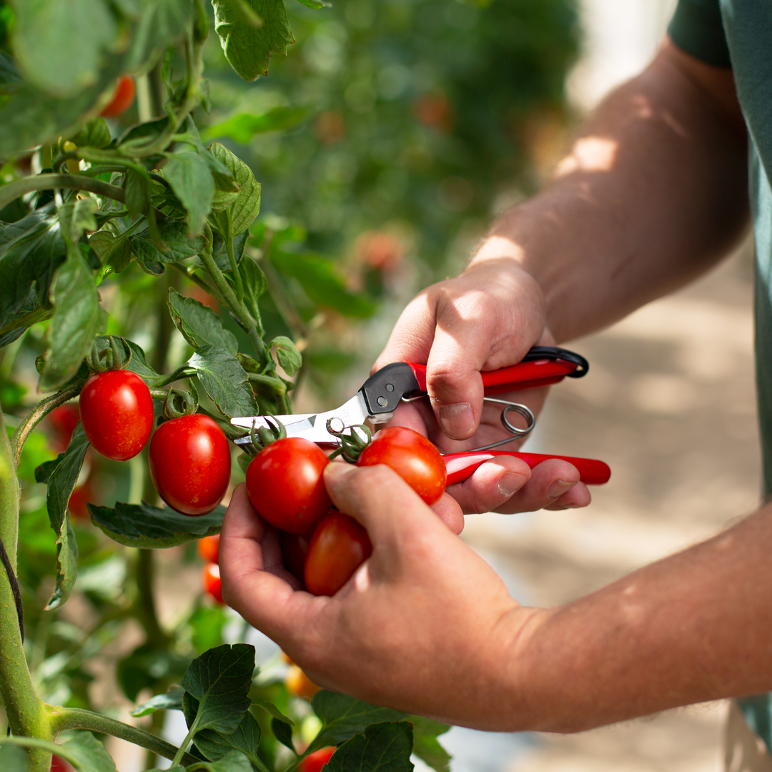 FELCO 321 Ernteschere