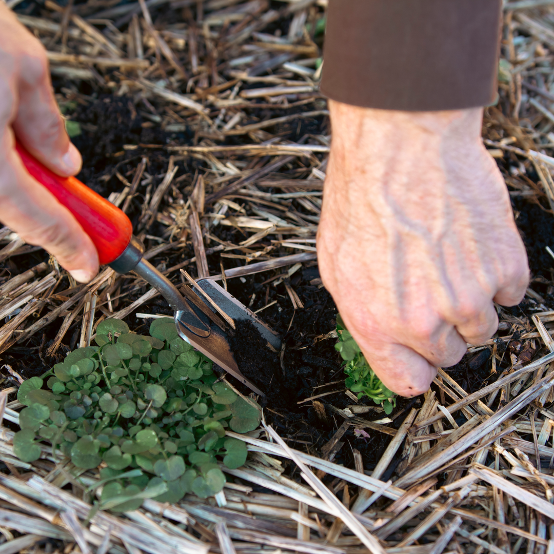 FELCO 441 Bodenmesser / Hori Hori
