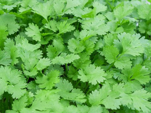 Koriander 'Konrad’