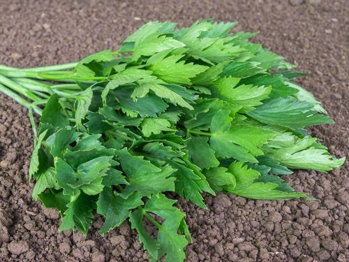 Liebstöckel 'Lydia'