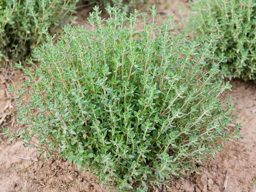 Thyme 'Deutscher Winter'