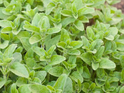 Greek Oregano ‘Hera’