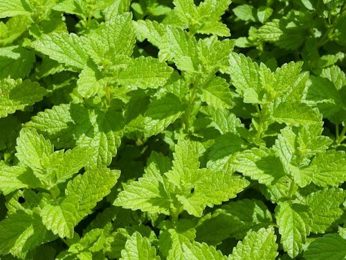 Zitronenmelisse 'Mia’