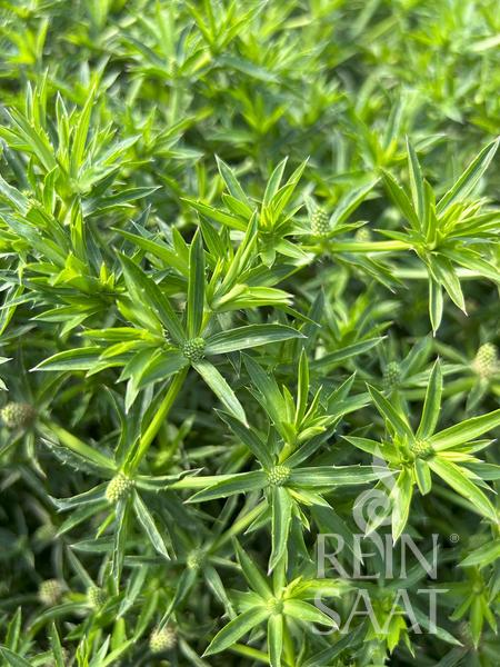 Sawtooth Coriander / Culantro