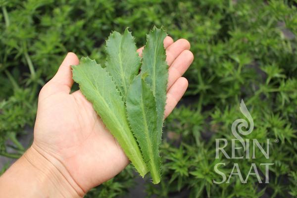 Sägezahnkoriander / Culantro