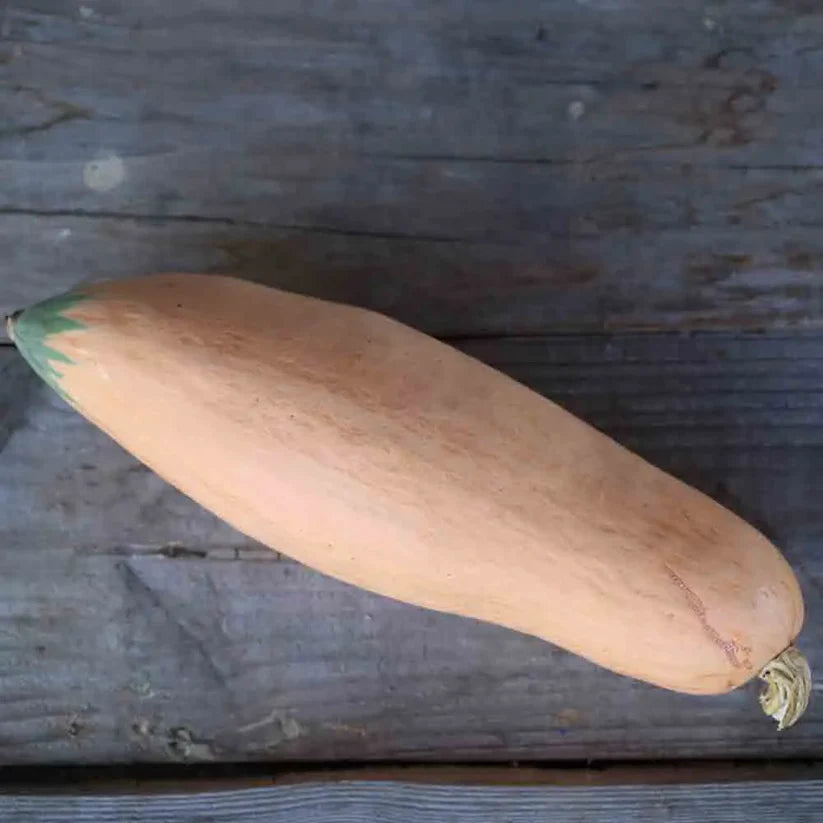 Kürbis 'North Georgia Candy Roaster'