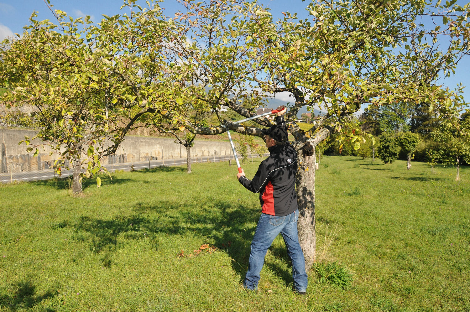 FELCO 231 Amboss-Astschere