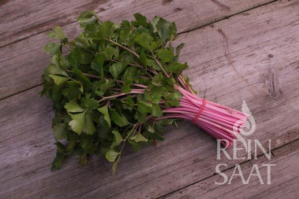 Celery 'Chinese Pink'